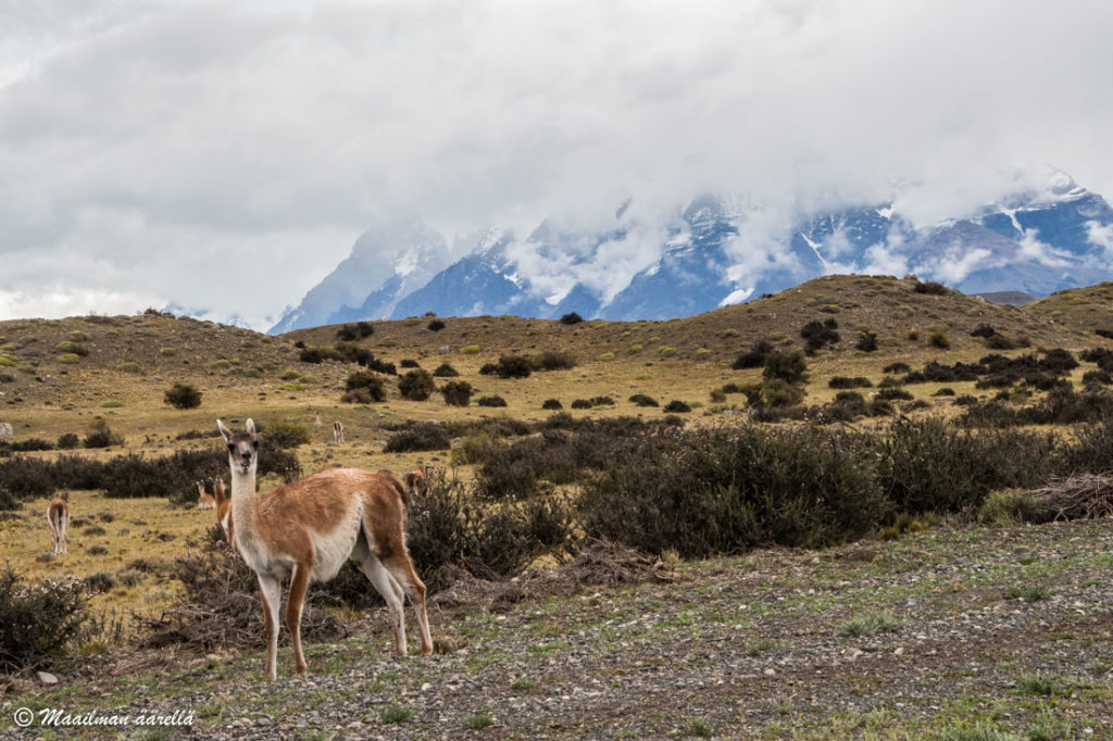 Torres del Paine