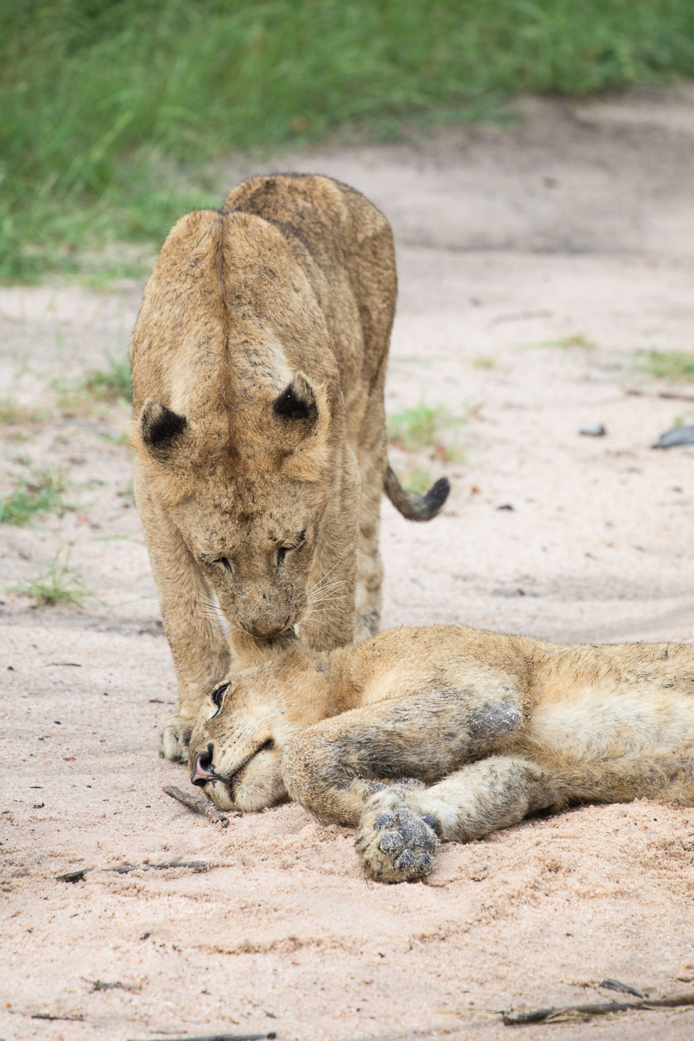 leijona_safari