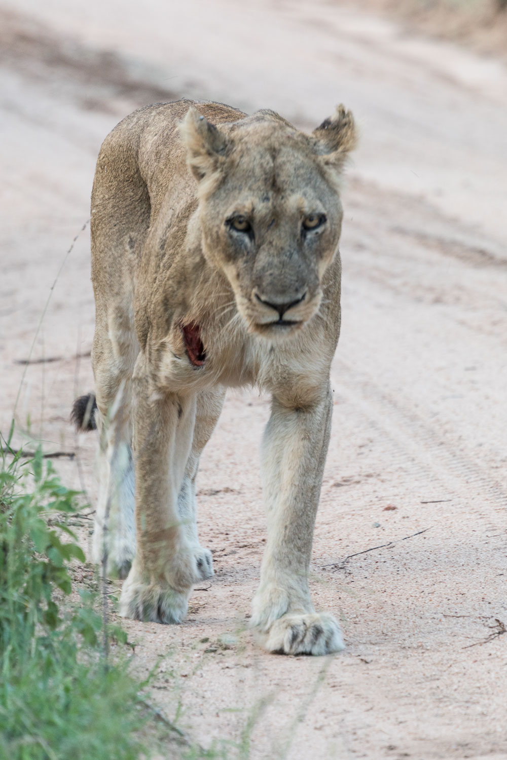 safari_leijona