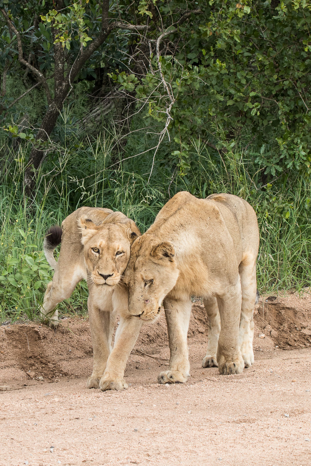 safari_leijonat