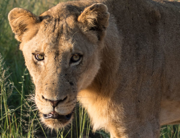 safari_leijona