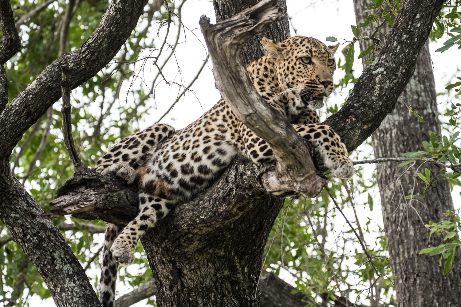 safari_leopardi
