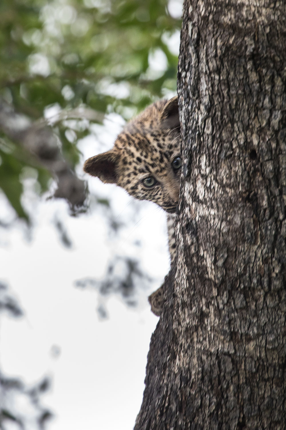 leopardi_safari