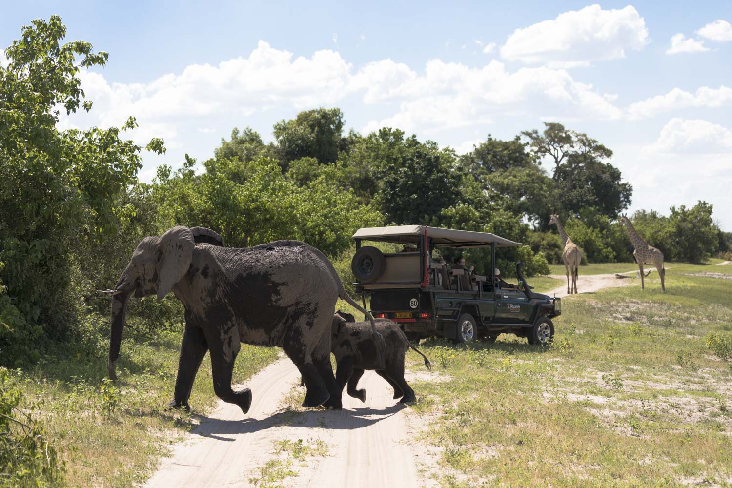 Botswana_safari