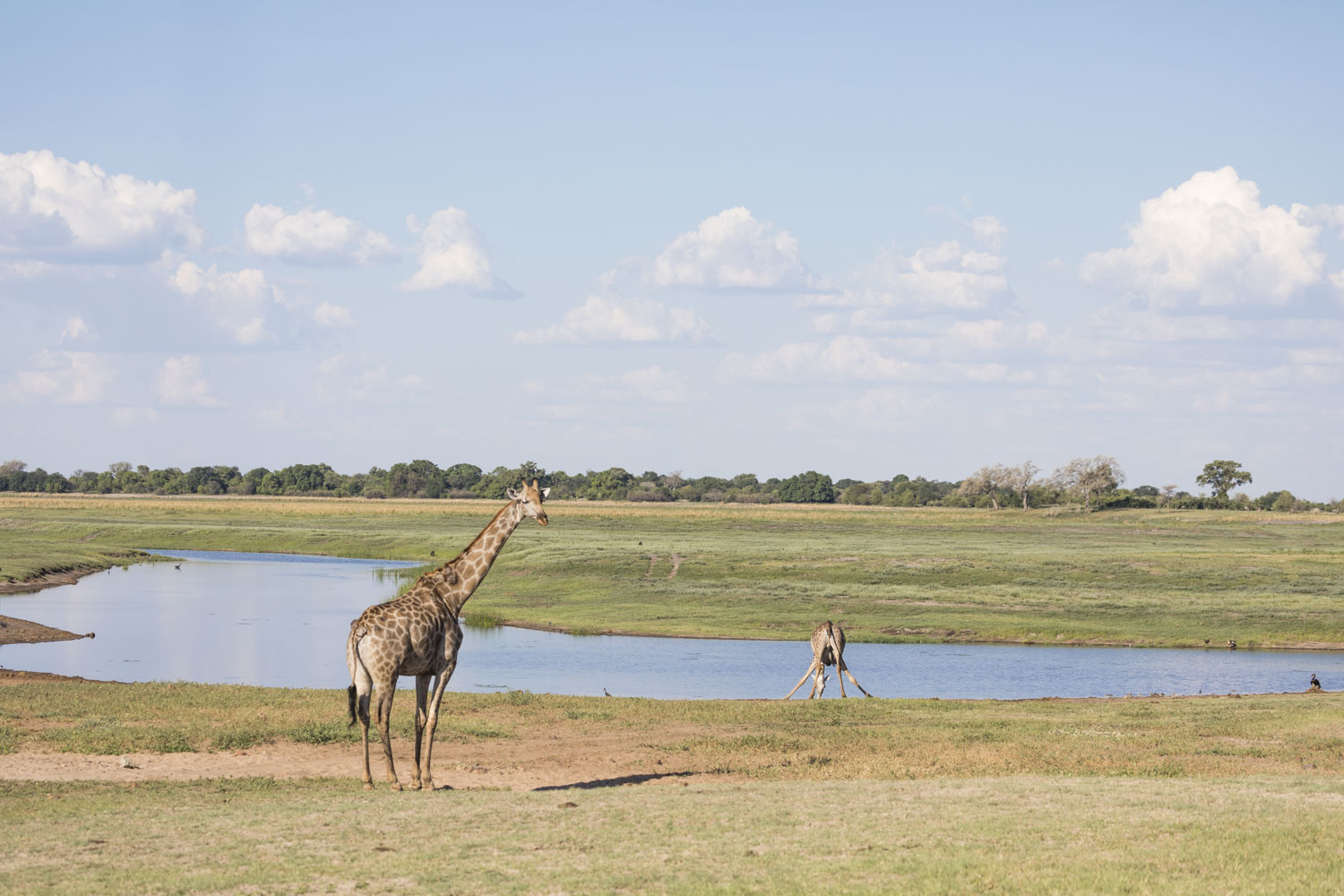 Botswana_safari