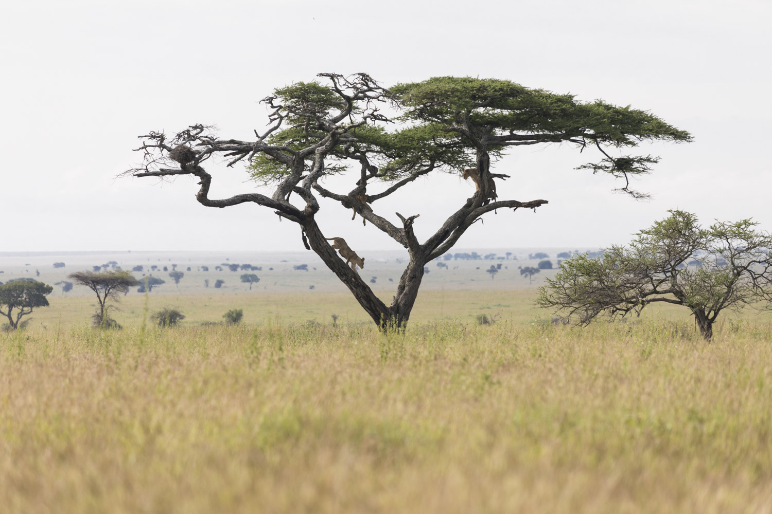 Tansania Serengetin kansallispuisto