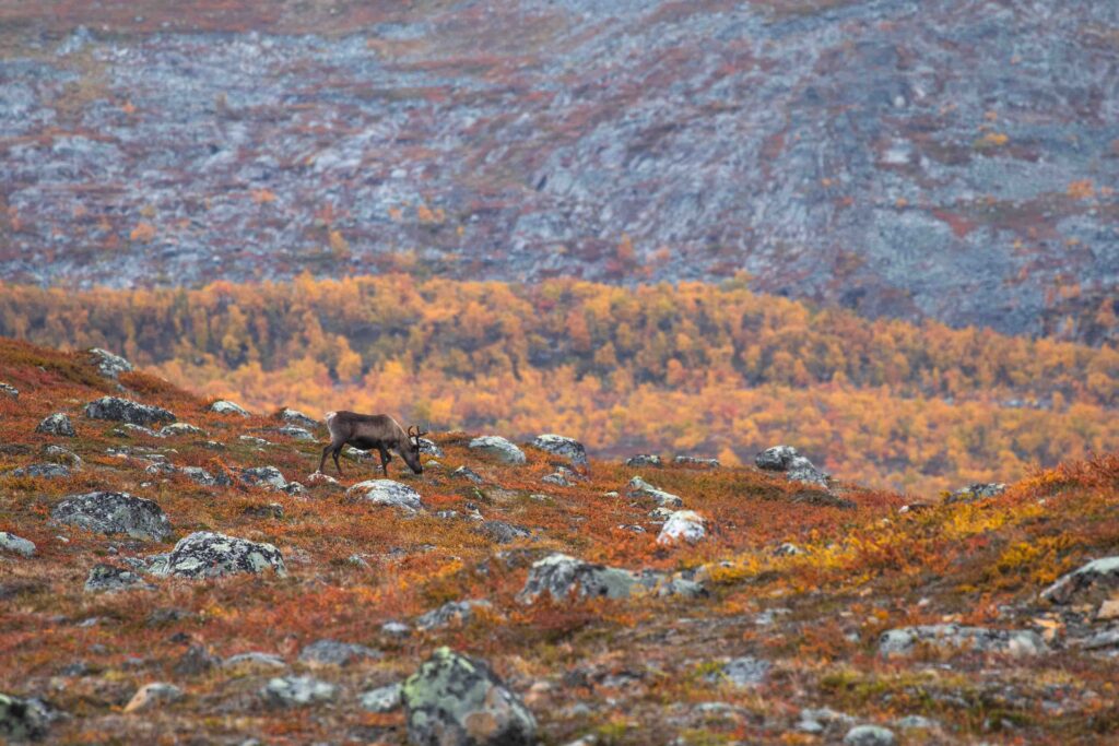 Kilpisjärven kauneimmat ruskakohteet