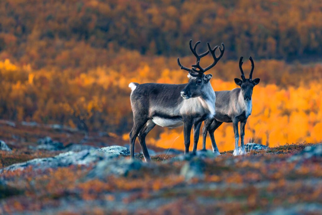 Kilpisjärven kauneimmat ruskakohteet