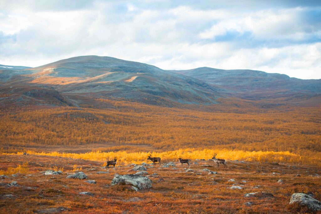 Kilpisjärven kauneimmat ruskakohteet