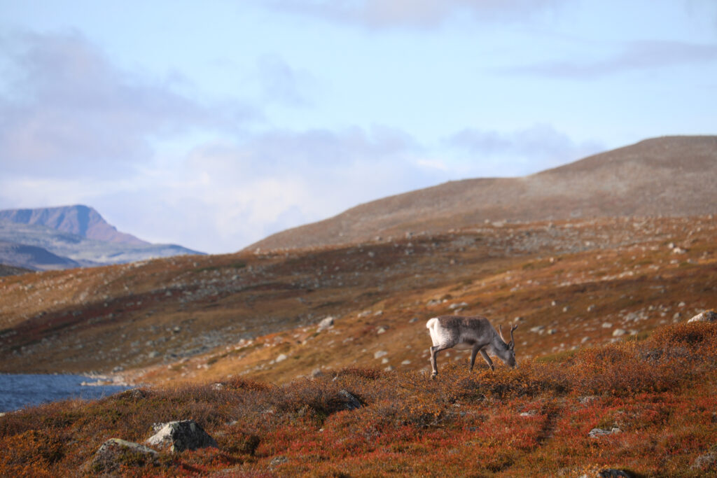 Kilpisjärven kauneimmat ruskakohteet